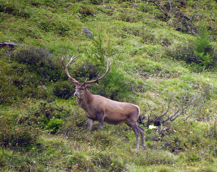 PASSIONE PER IL CERVO